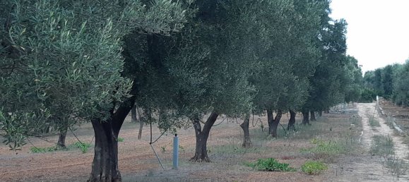 Grundstück in Manduria, Italy 6189m², Nr. 20763 6