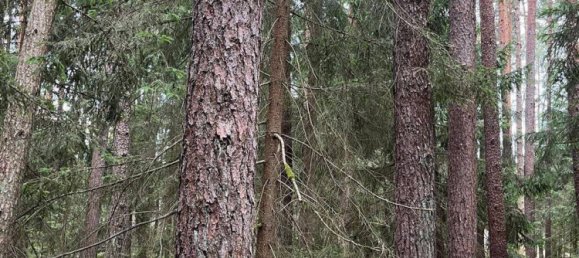 Земельный участок в Бавария, Германия № 238250 4