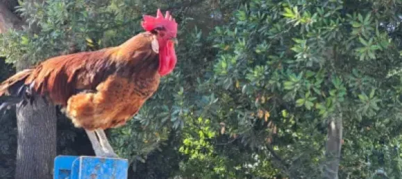 4 bedrooms House in Sanlucar de Barrameda, Spain No. 170622 30