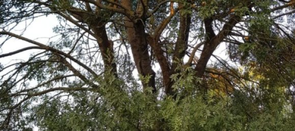 1230m² Building in Bagnacavallo, Italy No. 152182 14