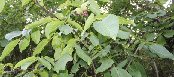  Land in Volterra, Italy No. 334414 23