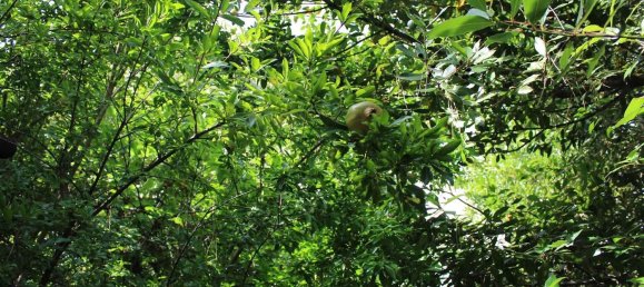  Land in Volterra, Italy No. 334414 24