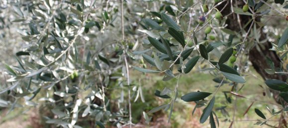  Land in Volterra, Italy No. 334414 4