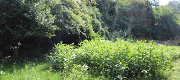  Land in Volterra, Italy No. 334414 7