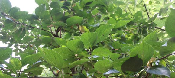  Land in Volterra, Italy No. 334414 25