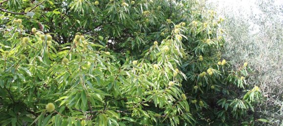  Land in Volterra, Italy No. 334414 20