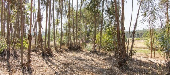 1 bedroom House in Coruche, Portugal No. 176818 8