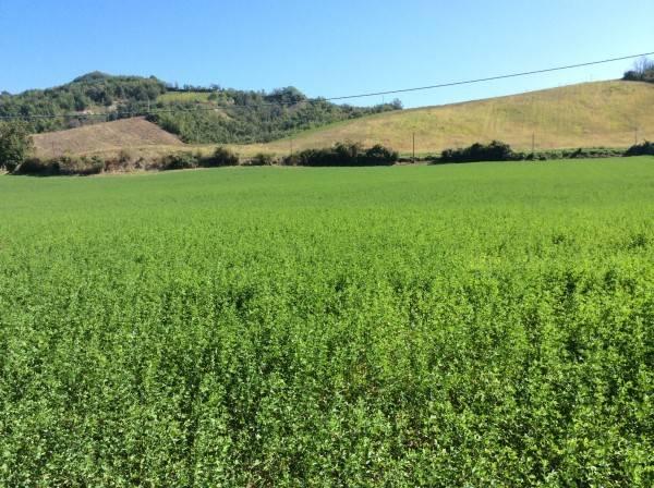 124369m² Land in Lugagnano Val d'Arda, Italy No. 29862