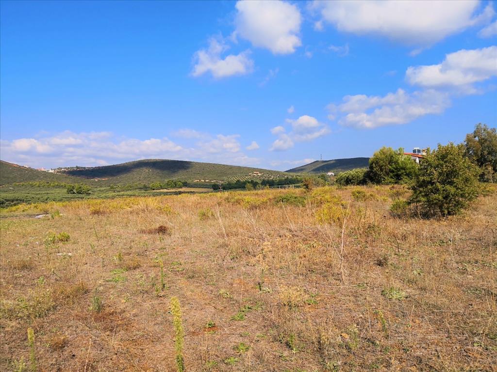 30600m² Hotel in Polygyros, Greece No. 5422