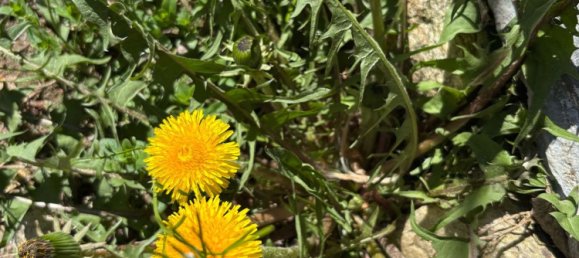 5-salle Villa à Lavena Ponte Tresa, Italy No. 253850 37