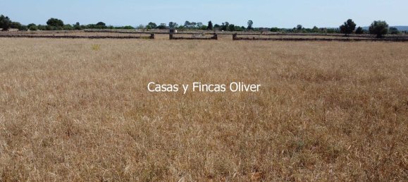 Land in Inca, Spain No. 155364 4