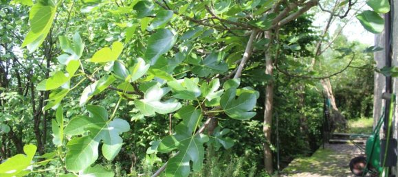 10 rooms Villa in Castiglione Torinese, Italy No. 164450 36