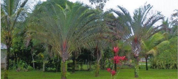 2 bedrooms House in Los Chiles, Costa Rica No. 914 2