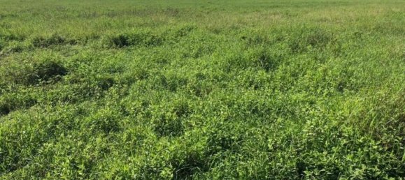 Terreno em Puerto Carrillo, Costa Rica N.º 1890 3