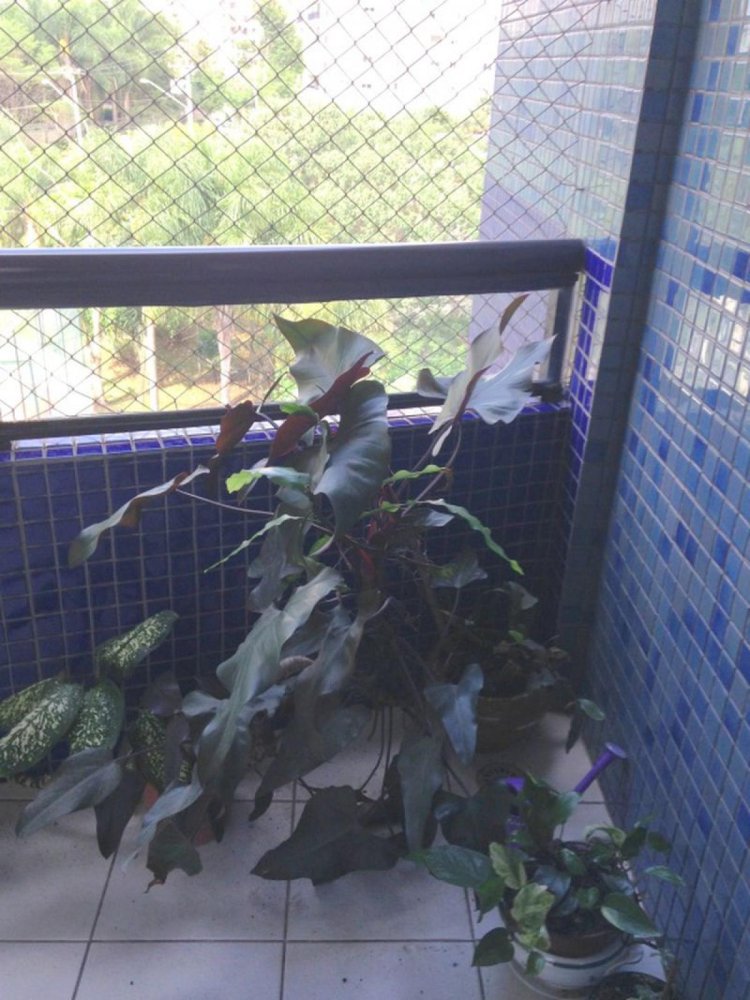 2 Schlafzimmer Wohnung in Sao Paulo, Brazil, Nr. 489610