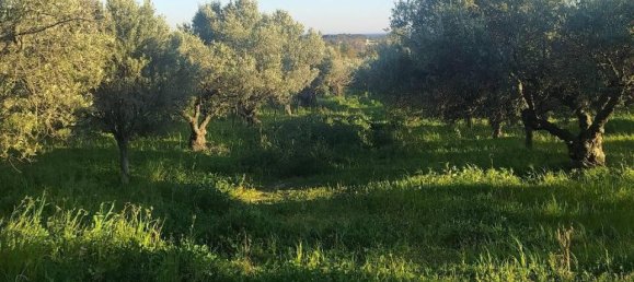 1-salle Terrain à Simeri Crichi, Italy No. 24517 8