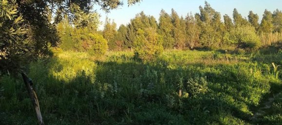 1-salle Terrain à Simeri Crichi, Italy No. 24517 4