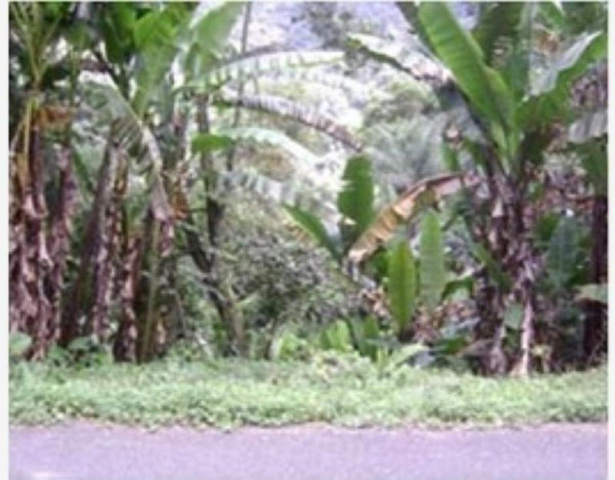  Land in Veracruz, Mexico No. 205823