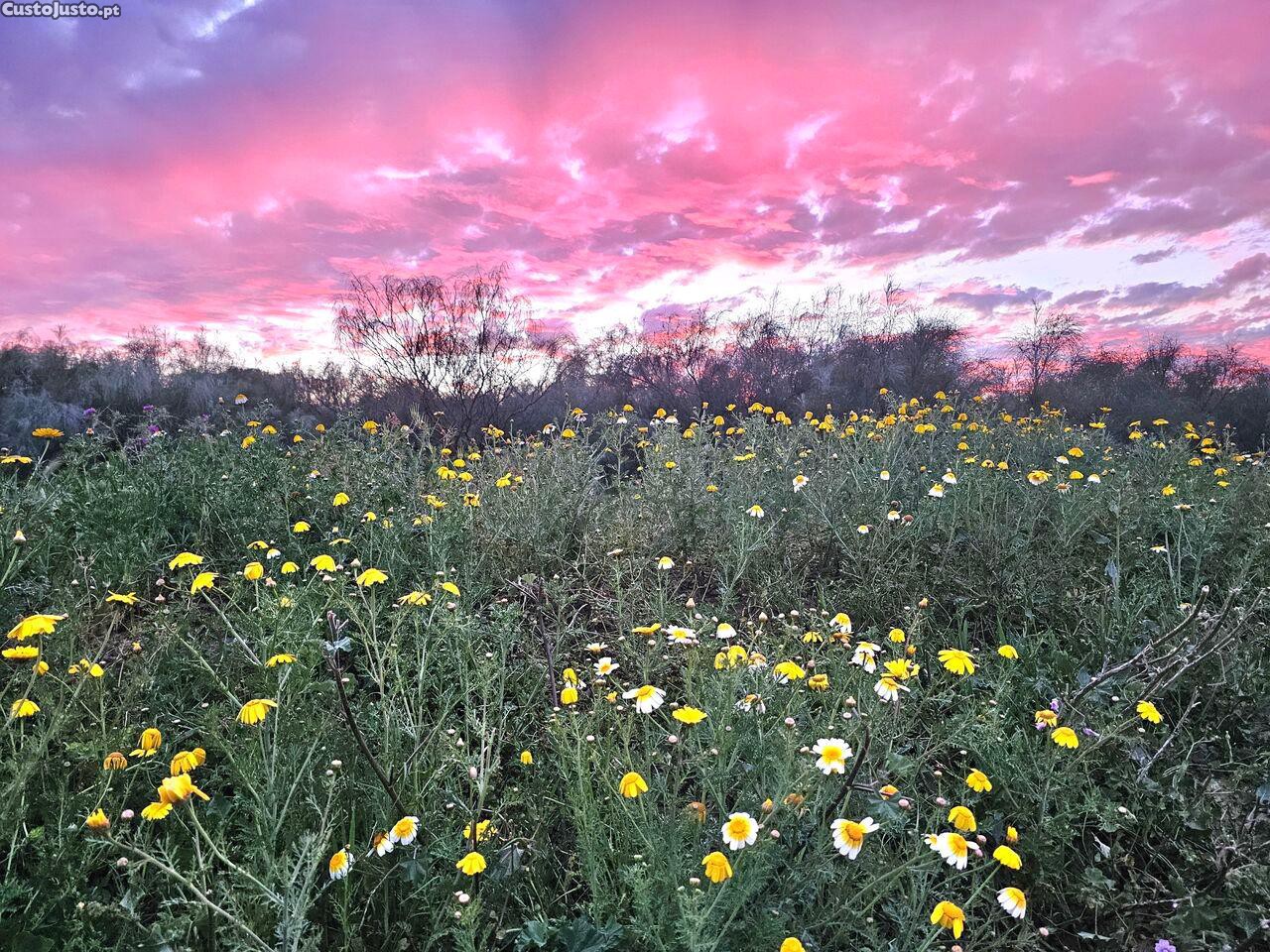 Земельный участок 8200м² в Силвиш, Португалия № 292511