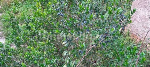 Apartamento T2 em Tuscania, Italy N.º 205235 41