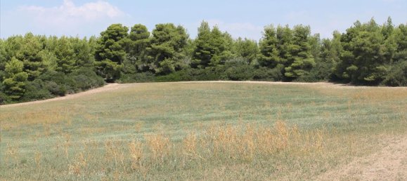 36000m² Hotel in Chalkidiki, Greece No. 8058 5