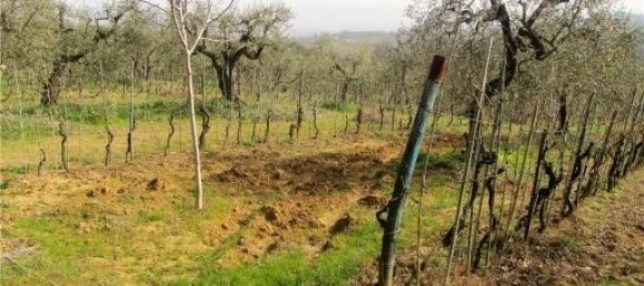 Grundstück in Lastra a Signa, Italy 20000m², Nr. 17620 9