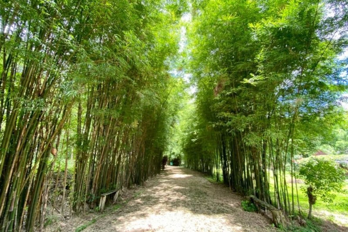 5 bedrooms Cafe / restaurant in Chiang Mai, Thailand No. 21962