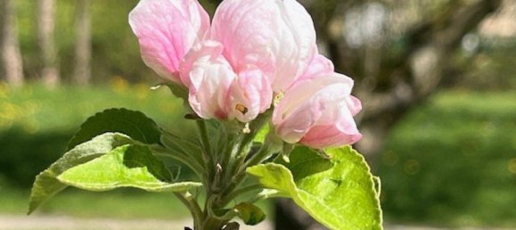 Земельный участок в Рандегг, Австрия № 162777 5