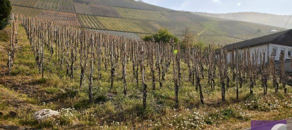 Terrain à Bernkastel-Wittlich, Germany No. 304342 3