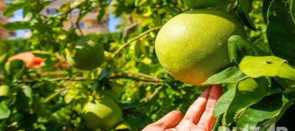 شقة 2+1 في Alanya, Turkey رقم 23569 3