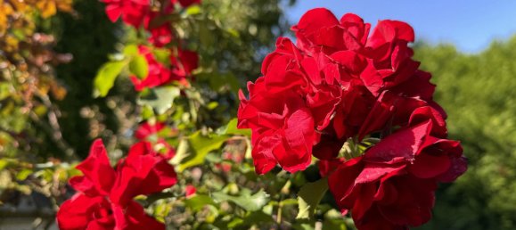 2 chambres Appartement à Rhein-Sieg, Germany No. 218107 43