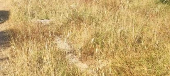 قطعة أرض في Montijo, Spain 8850متر مربع رقم 183062 2