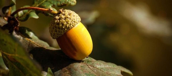 60000m² Land in Bientina, Italy No. 179205 4