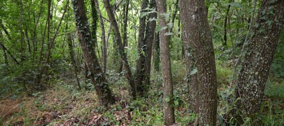 60000m² Land in Bientina, Italy No. 179205 5