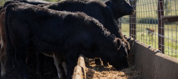 3 Schlafzimmer Haus in Bingara, Australia, Nr. 620 27