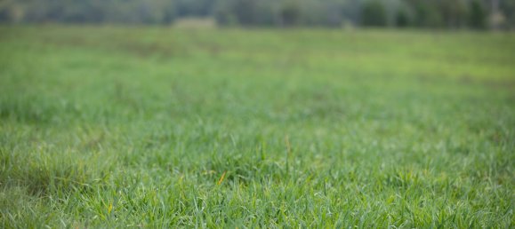 3 Schlafzimmer Haus in Bingara, Australia, Nr. 620 5