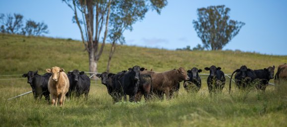 3 Schlafzimmer Haus in Bingara, Australia, Nr. 620 26