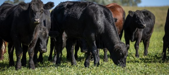 3 Schlafzimmer Haus in Bingara, Australia, Nr. 620 16