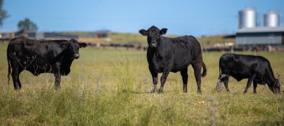 3 Schlafzimmer Haus in Bingara, Australia, Nr. 620 6