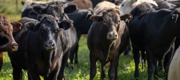 3 Schlafzimmer Haus in Bingara, Australia, Nr. 620 25