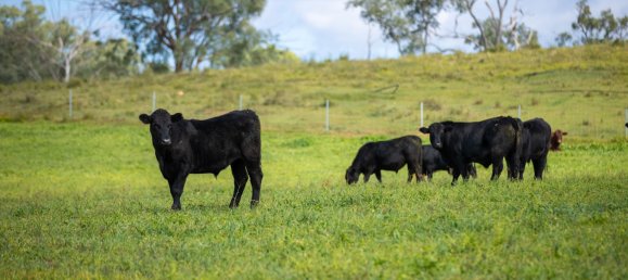 3 Schlafzimmer Haus in Bingara, Australia, Nr. 620 24