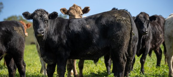 3 Schlafzimmer Haus in Bingara, Australia, Nr. 620 18