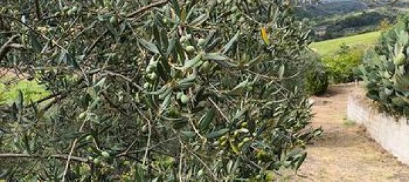 16200m² Land in Barile, Italy No. 300955 4