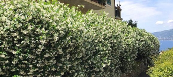 Apartamento de 5 habitaciónes en Camogli, Italy No. 259966 28