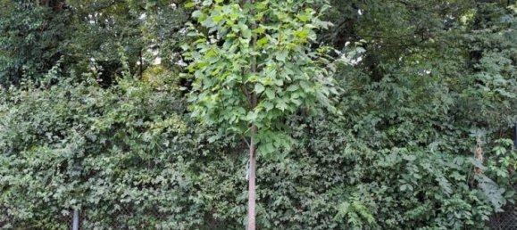 4 rooms Apartment in Rhein-Sieg, Germany No. 362143 6