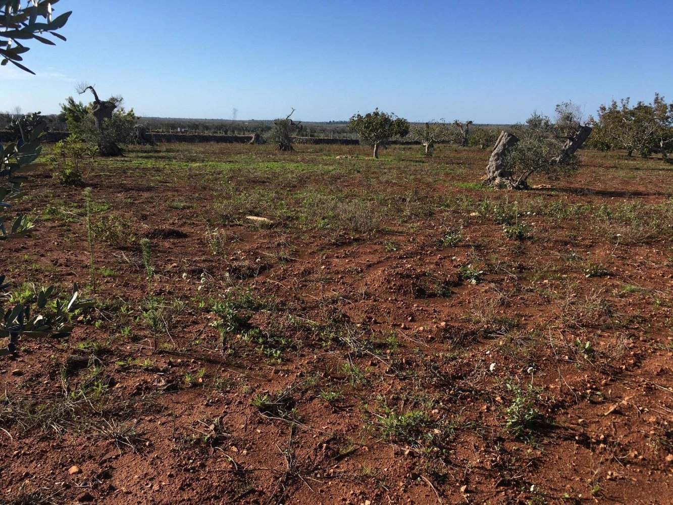 Terrain à Presicce Acquarica, Italy No. 345839