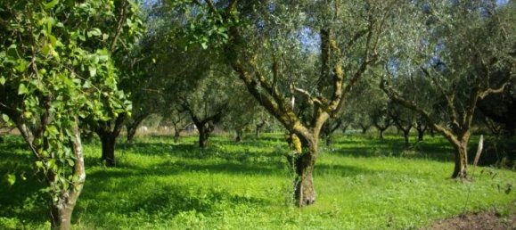  Hotel in Zakynthos, Greece No. 428 6