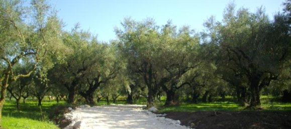  Hotel in Zakynthos, Greece No. 428 2