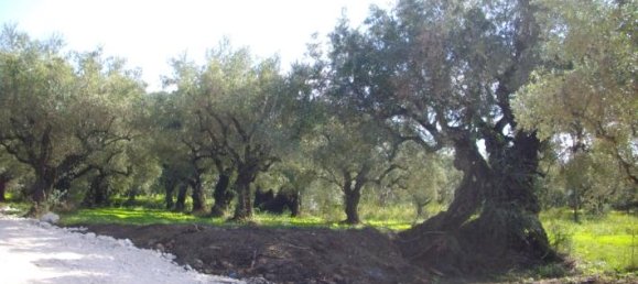  Hotel in Zakynthos, Greece No. 428 5