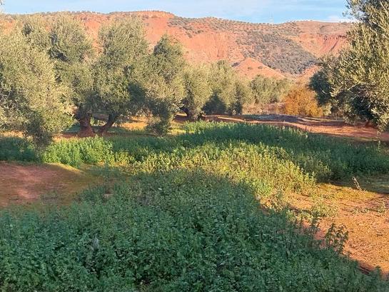 7800m² Land in Andalusia, Spain No. 204054